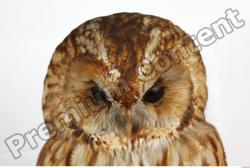 Head Owl